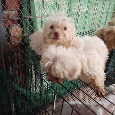 Poodle Pupps | Russian Poddle | Toy Pupps | Rurssian Poddle Pupps