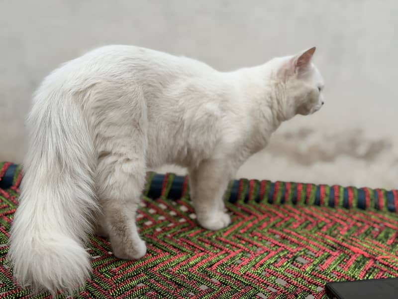 Kittens 0