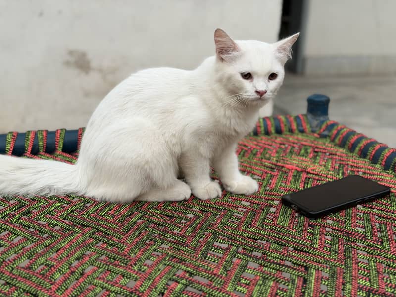 Kittens 2
