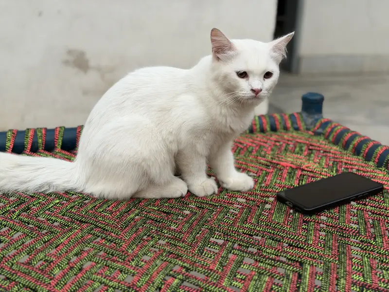 Kittens — photo 3