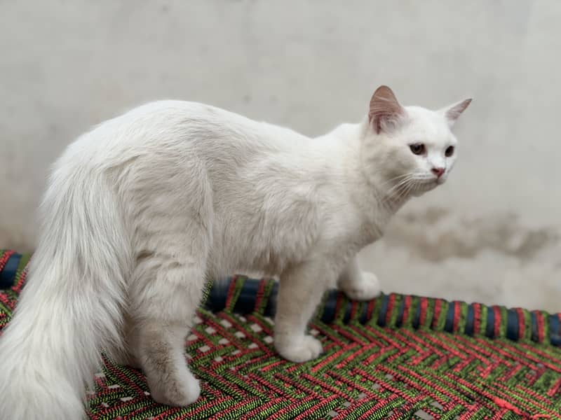 Kittens 3