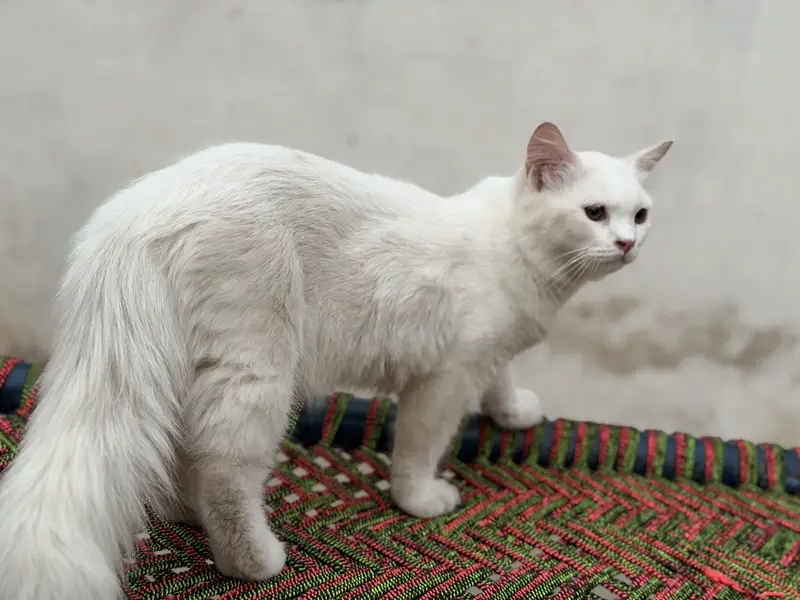 Kittens — photo 4