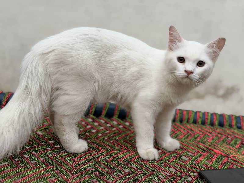 Kittens 4