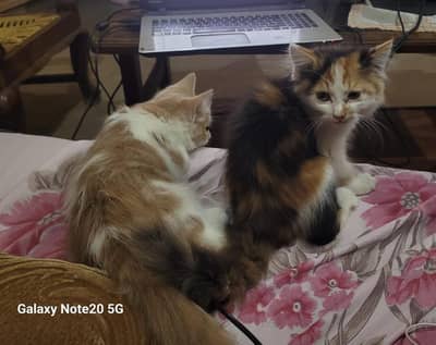 Beautiful pair cat