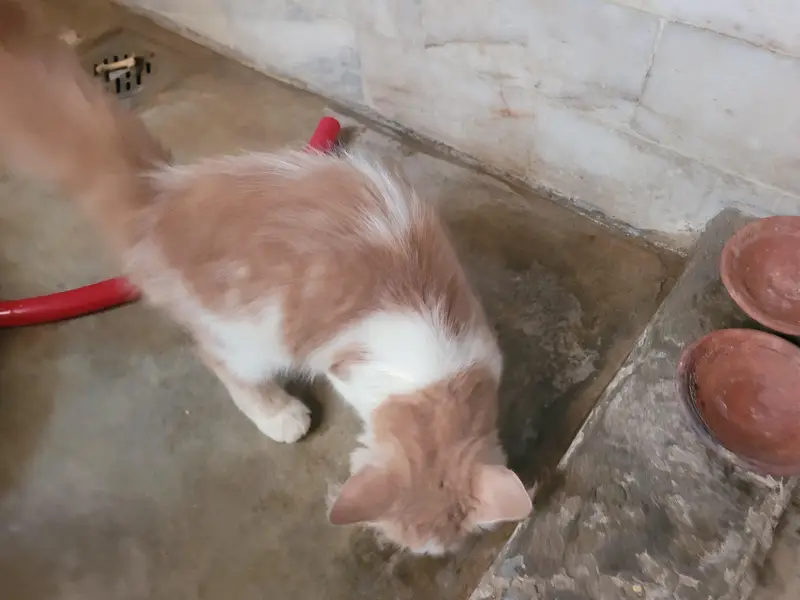 Beautiful pair cat — photo 2