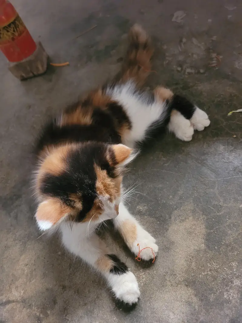 Beautiful pair cat — photo 3