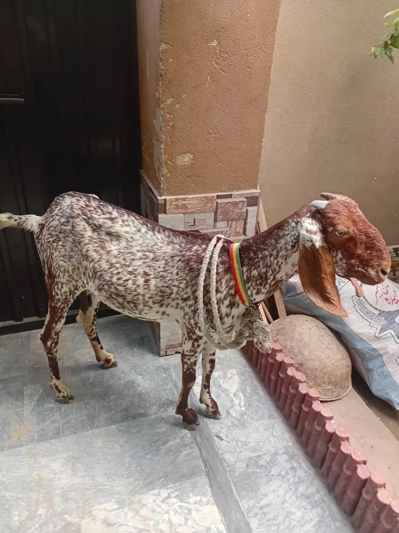 Maki cheni gaban got contact us.  03271400944