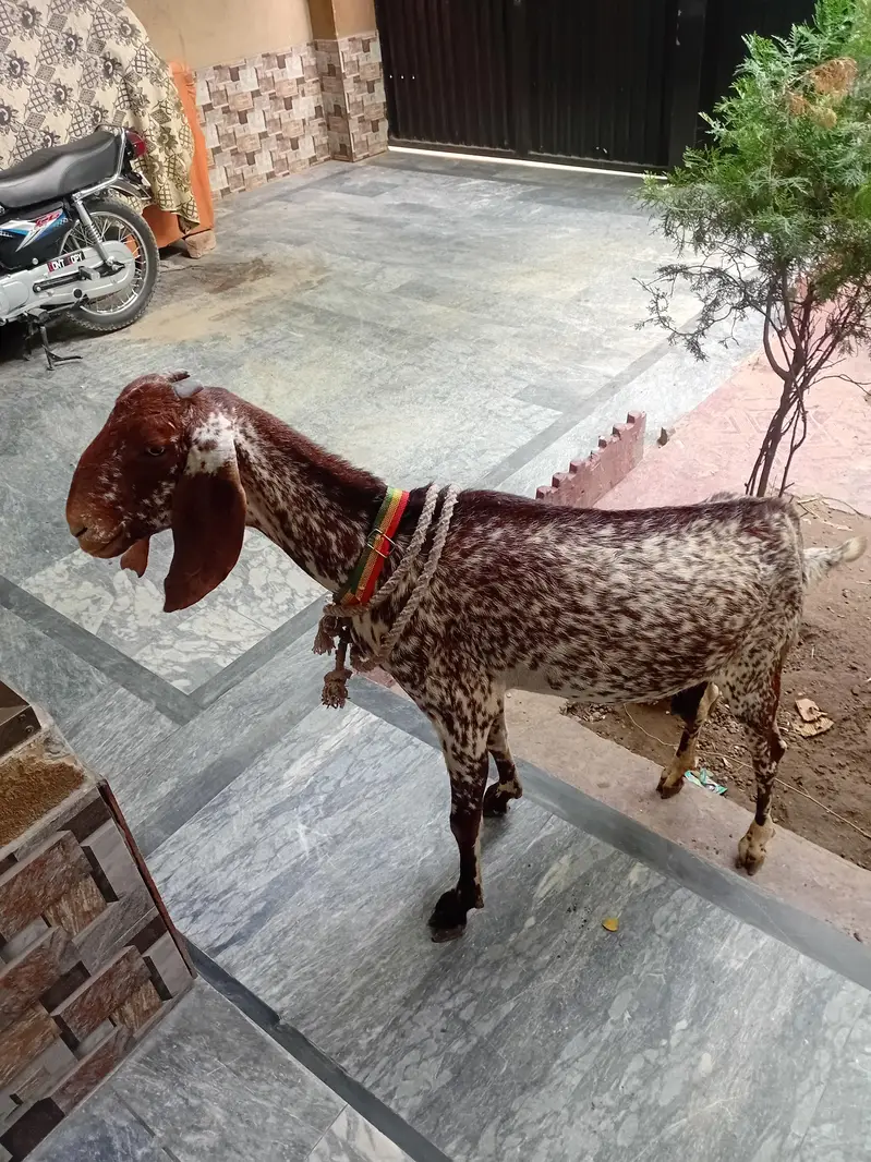 Maki cheni gaban got contact us.  03271400944 — photo 3