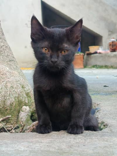Coco for in black
