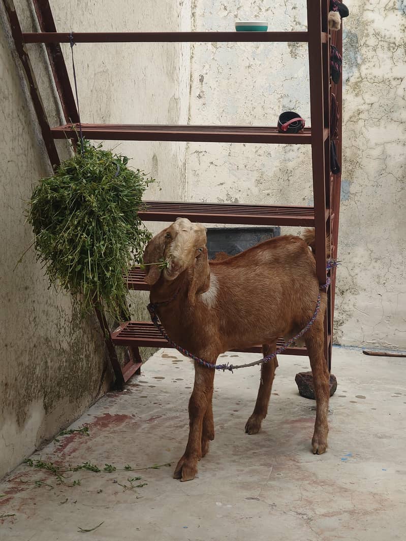 Desi Bakra 0