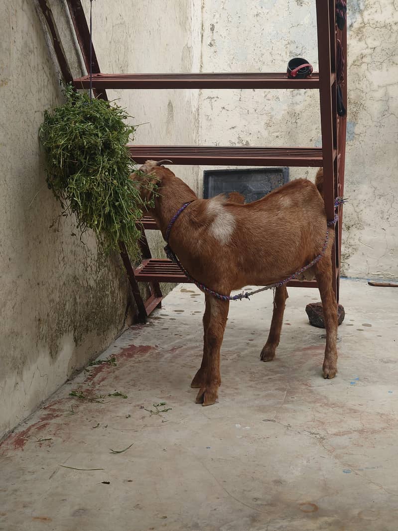 Desi Bakra 1