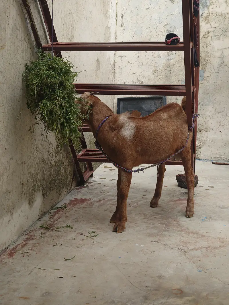 Desi Bakra — photo 2