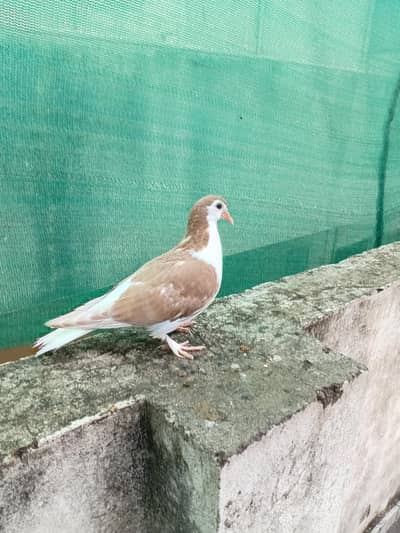 Pigeon sherazi chicks