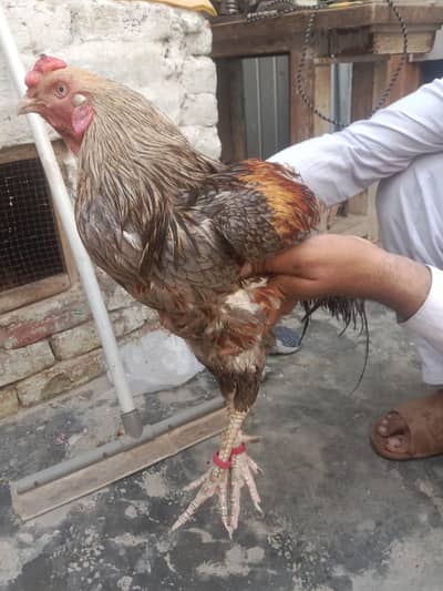 bohat acha murga