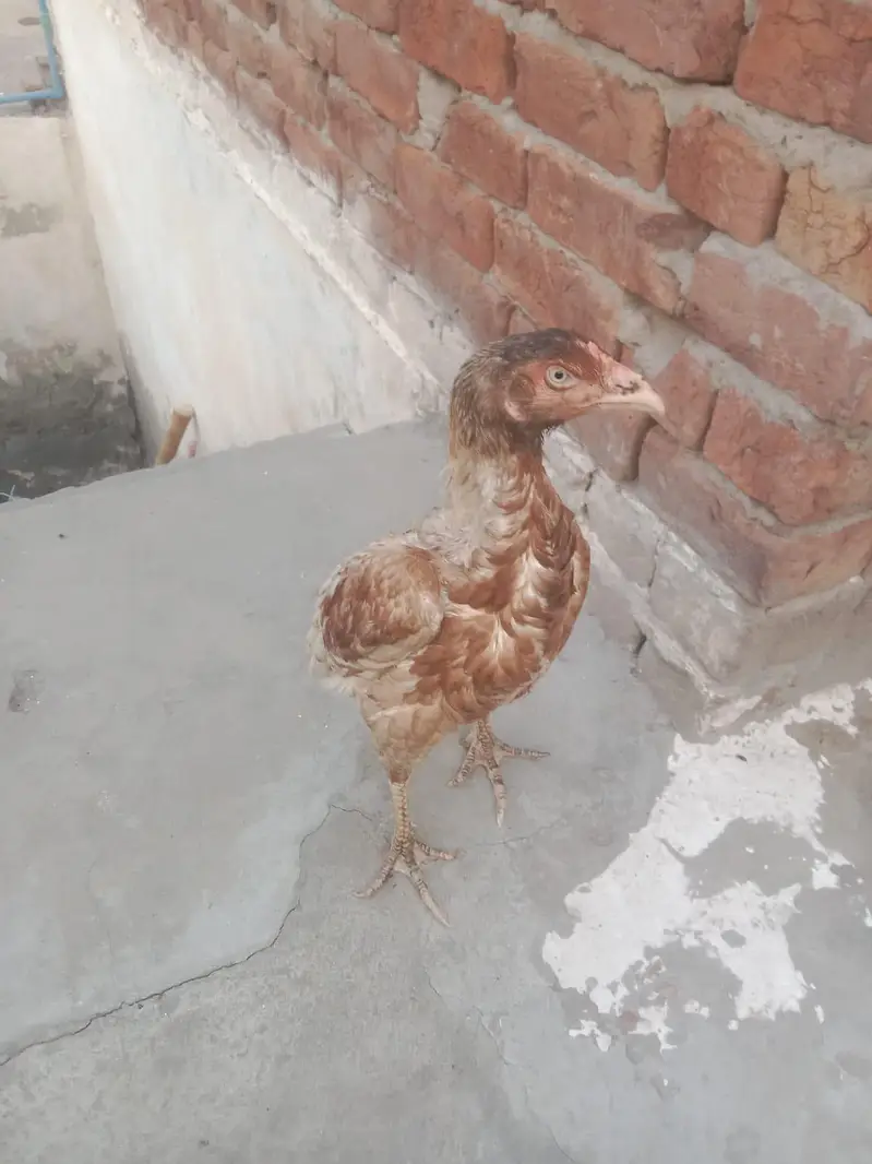 bohat acha murga — photo 4