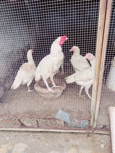 Healthy and Active Heera Aseel Pairs for sale