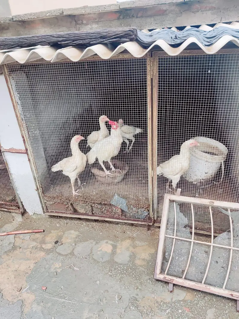 Healthy and Active Heera Aseel Pairs for sale — photo 2