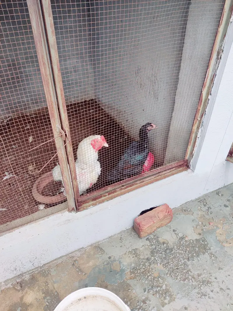 Healthy and Active Heera Aseel Pairs for sale — photo 4