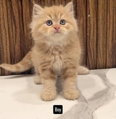 pure Persian triple coat kitten playful healthy