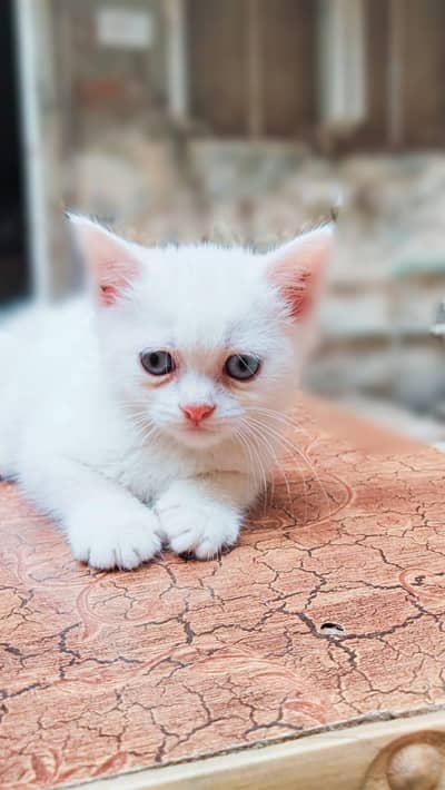 sweet and friendly white kitten [03318386875]