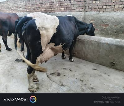 two milking cows