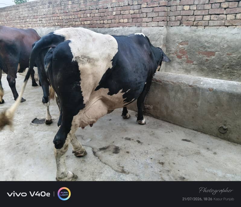 two milking cows 1