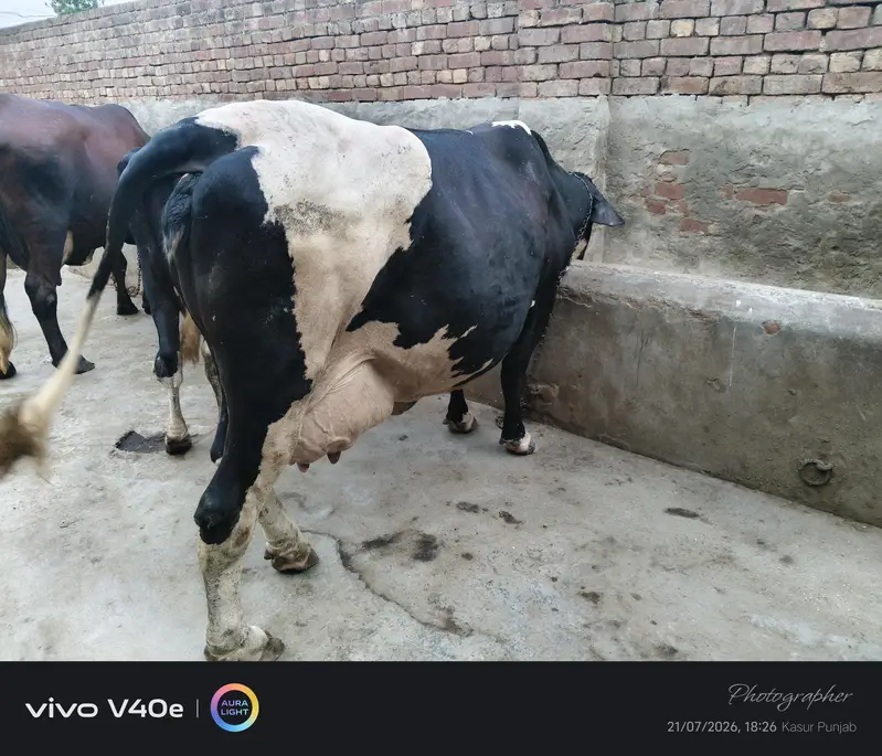 two milking cows — photo 2