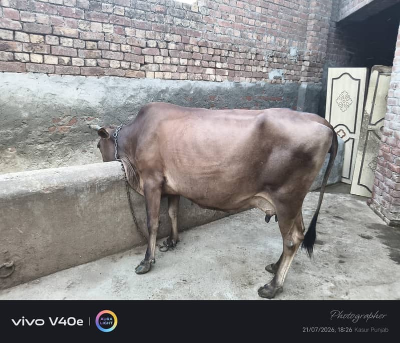 two milking cows 2