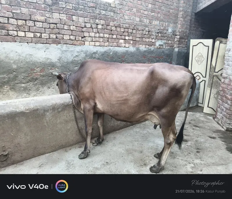 two milking cows — photo 3