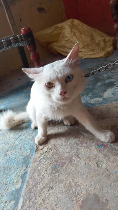 Bilal