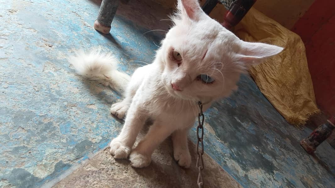 Bilal 1