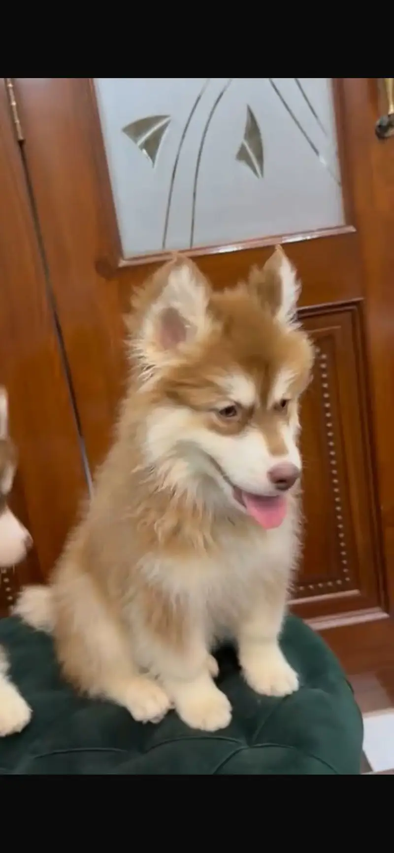 Siberian Husky Male Triple Coat — photo 2