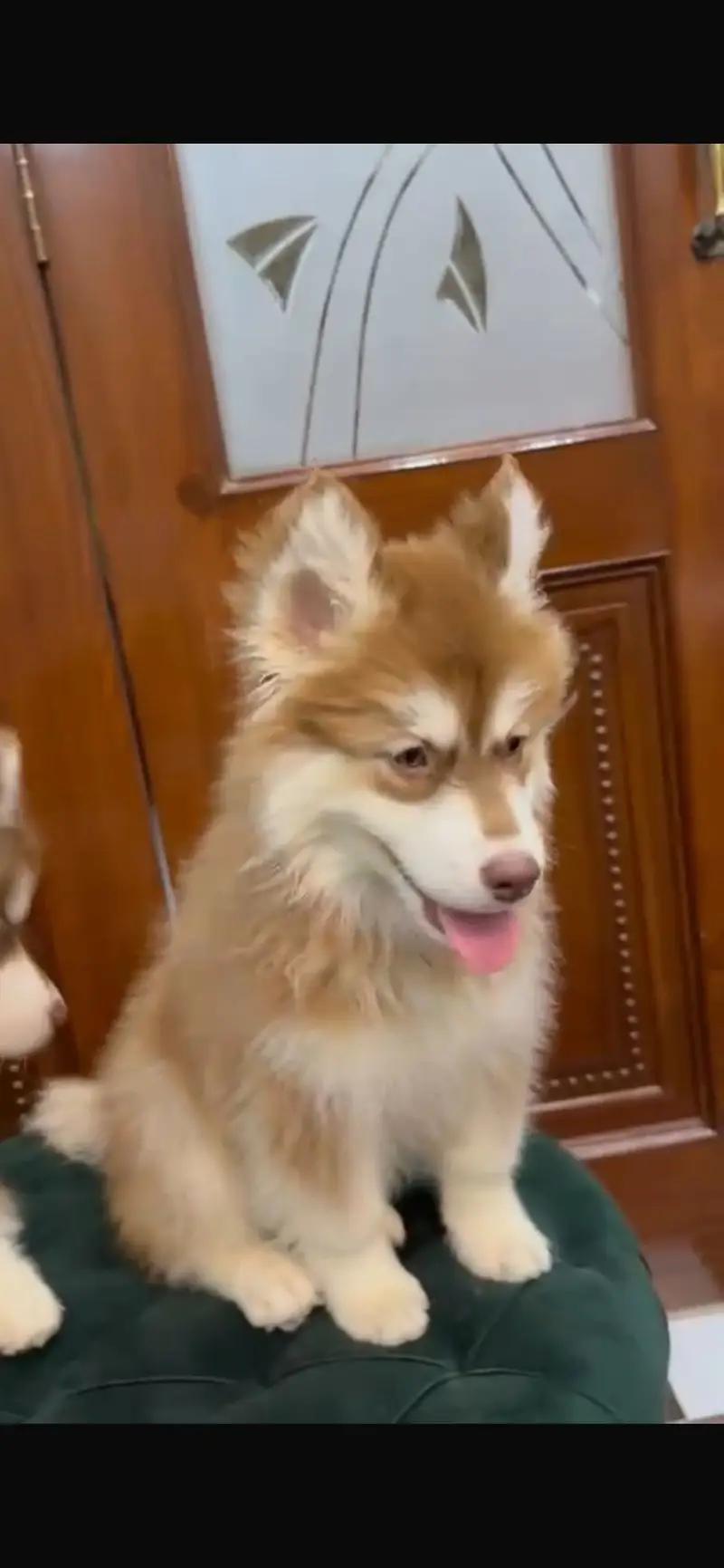 Siberian Husky Male Triple Coat — photo 3