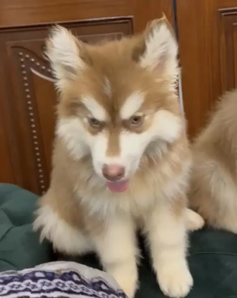 Siberian Husky Male Triple Coat — photo 4