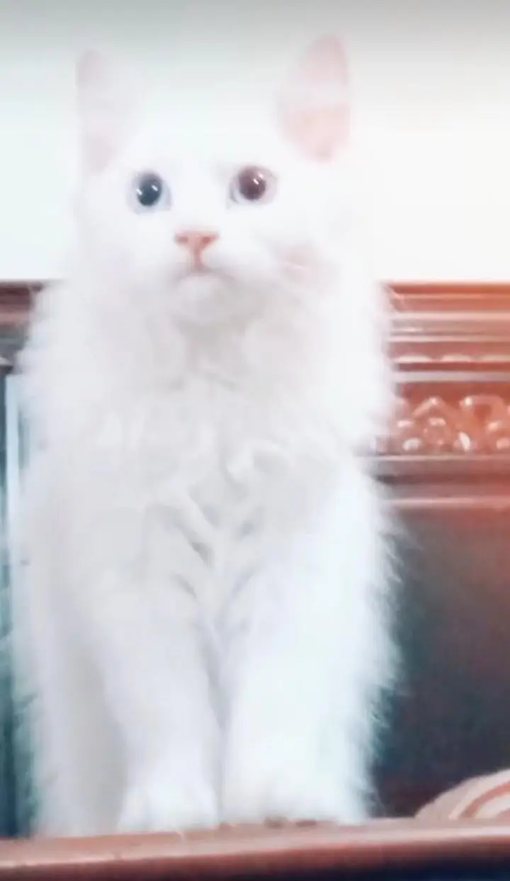 Persian male 03197872883 whtsap — photo 4