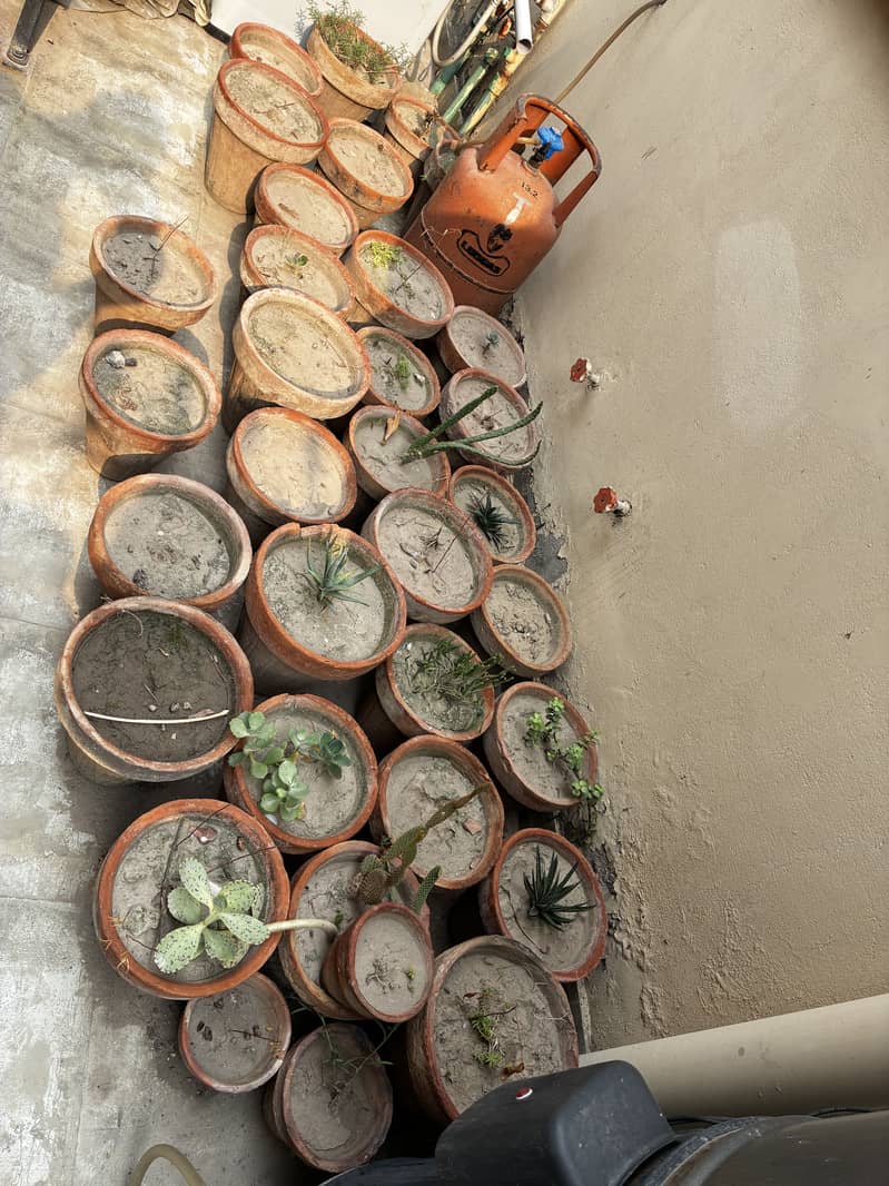 Succulents 0