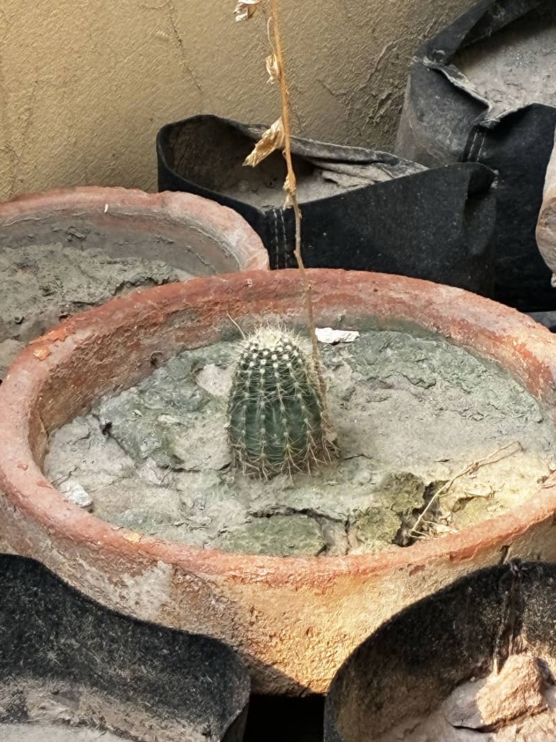 Succulents 1