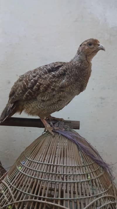 Dakhni Male and Irani female