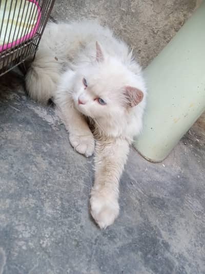 Male cat  for sale