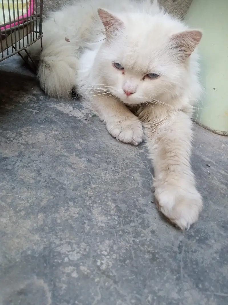 Male cat  for sale — photo 2