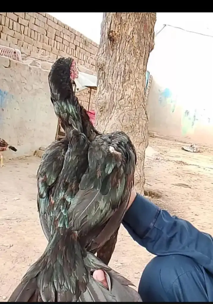 aseel bangum lakha and black aseel madi — photo 8