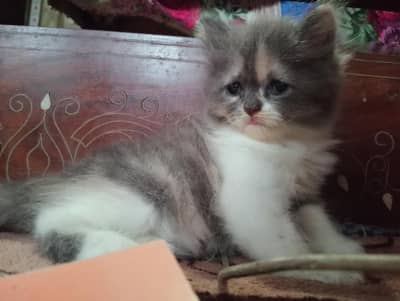kitten pair for sale