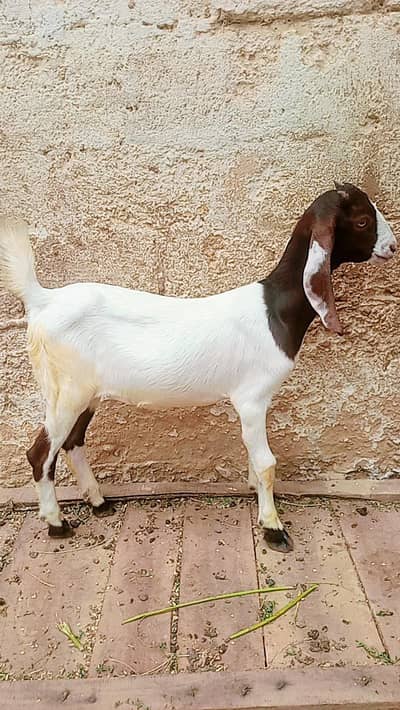 Bakri for sale