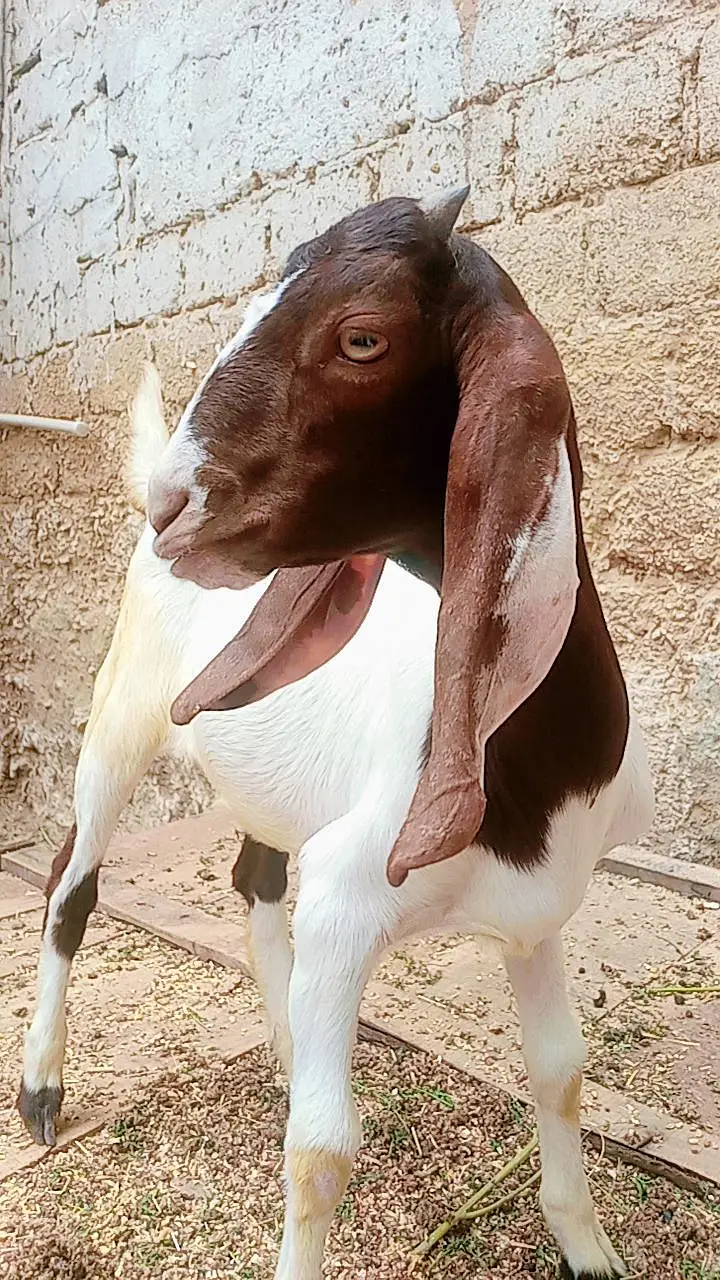 Bakri for sale — photo 3