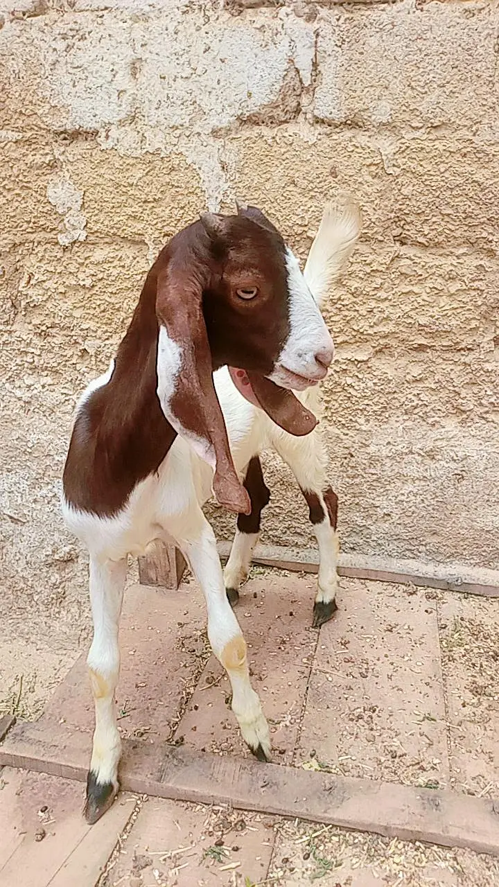 Bakri for sale — photo 4