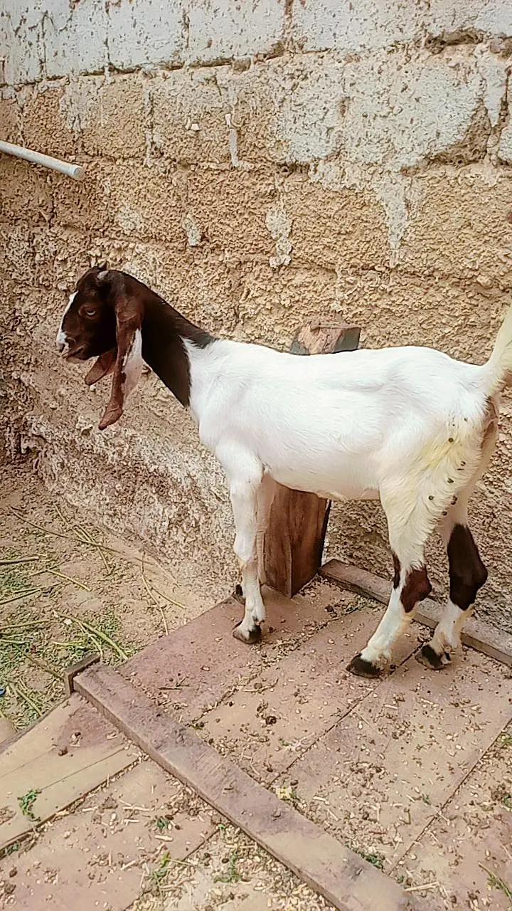 Bakri for sale — photo 5