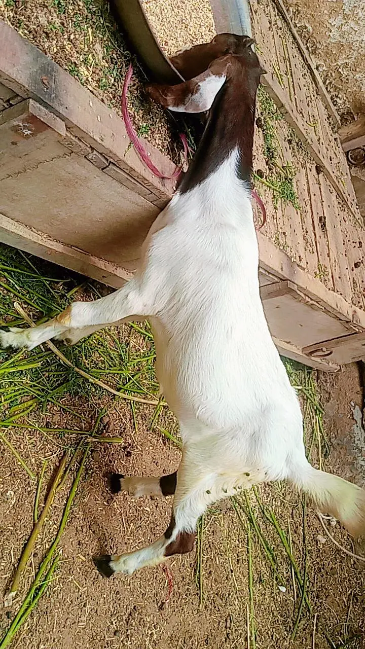 Bakri for sale — photo 6