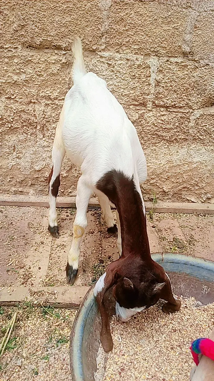 Bakri for sale — photo 7