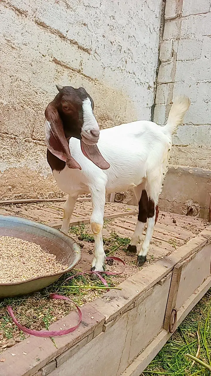 Bakri for sale — photo 8