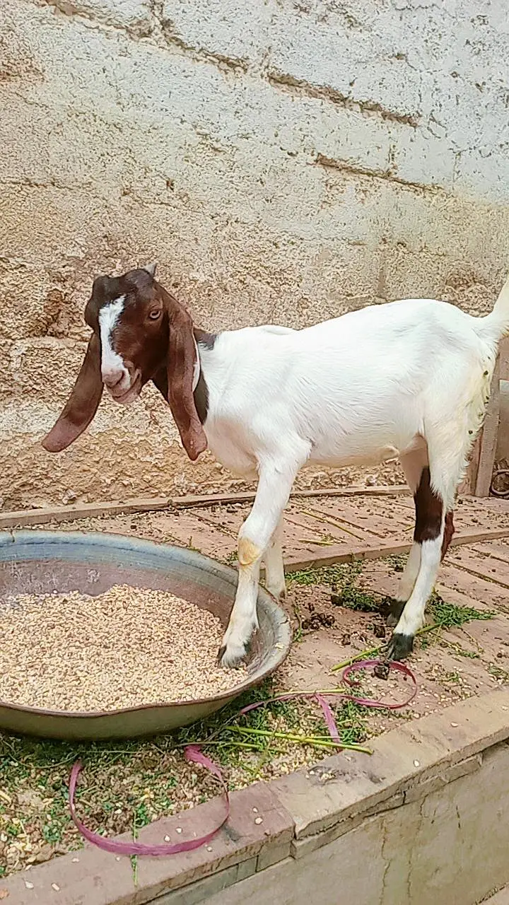 Bakri for sale — photo 9